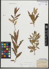 Foto von Salix purpurea L. x Salix viminalis L.